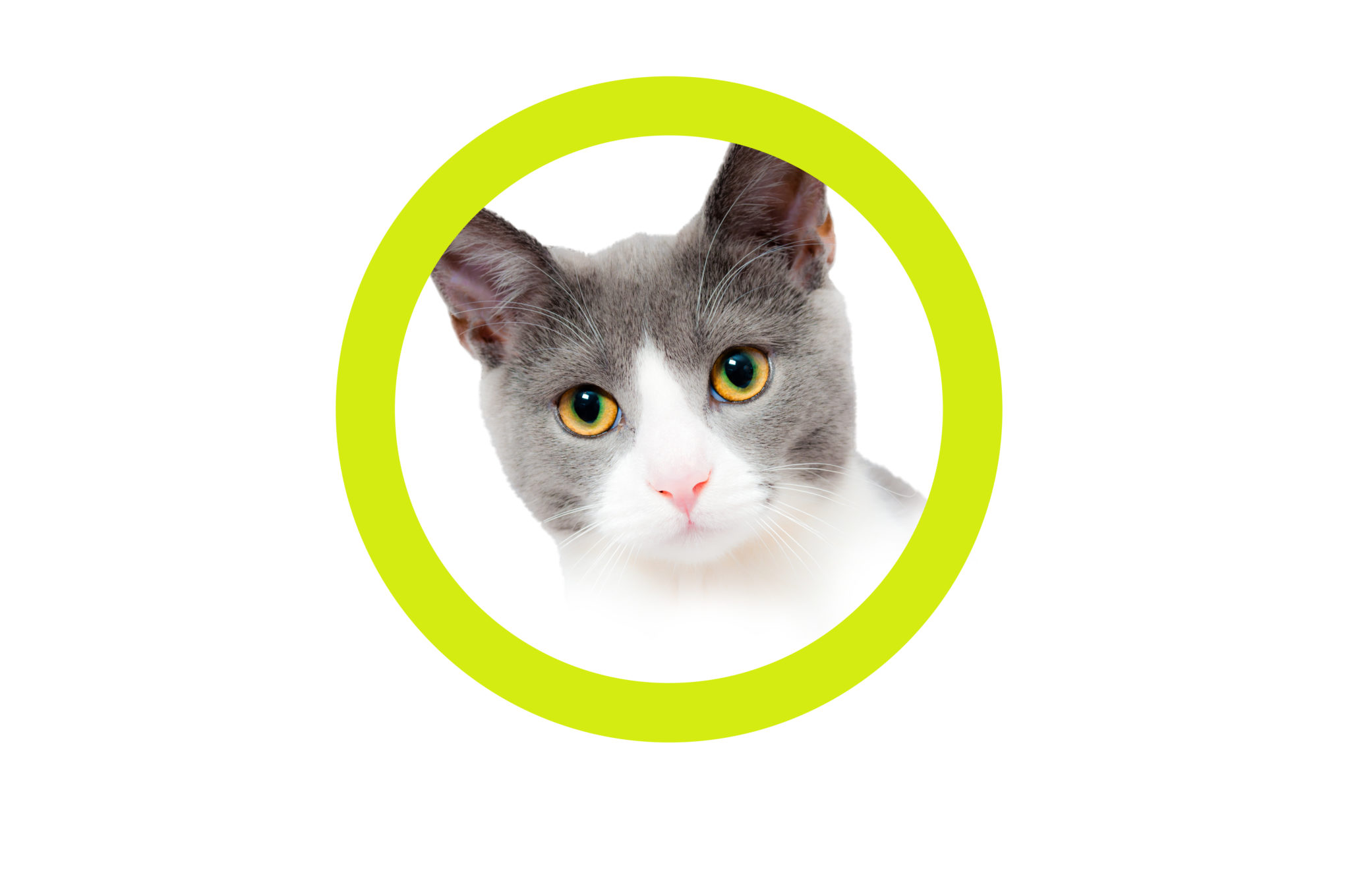 Best Of My Cat