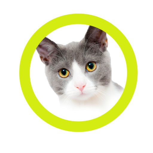 Best Of My Cat