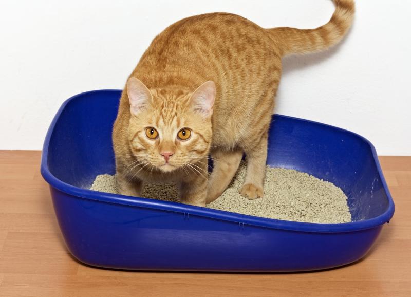 litter tray for cat