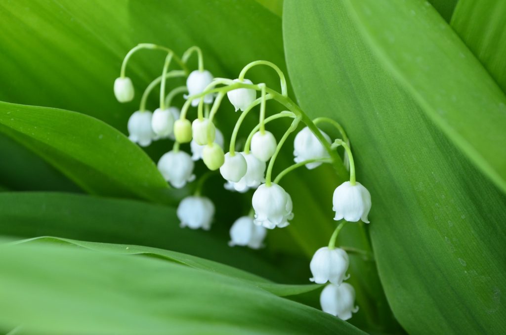 are lily of the valley plants poisonous to cats