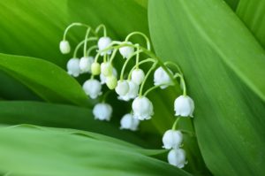 Lily of the Valley cat plant