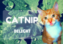 catnip for cats