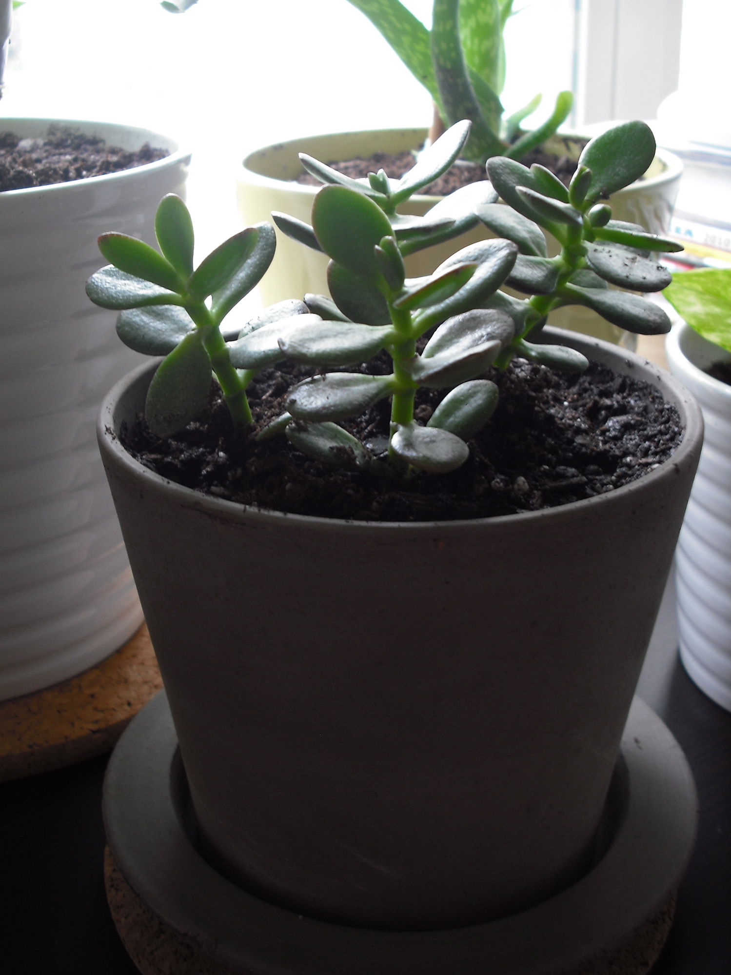 Plants Poisonous To Cats Infographic Best Of My Cat