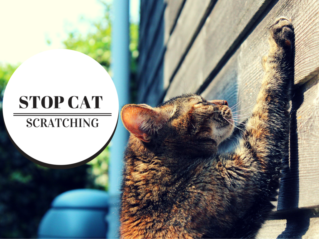 How To Stop Cat Scratching Furniture Best Of My Cat 