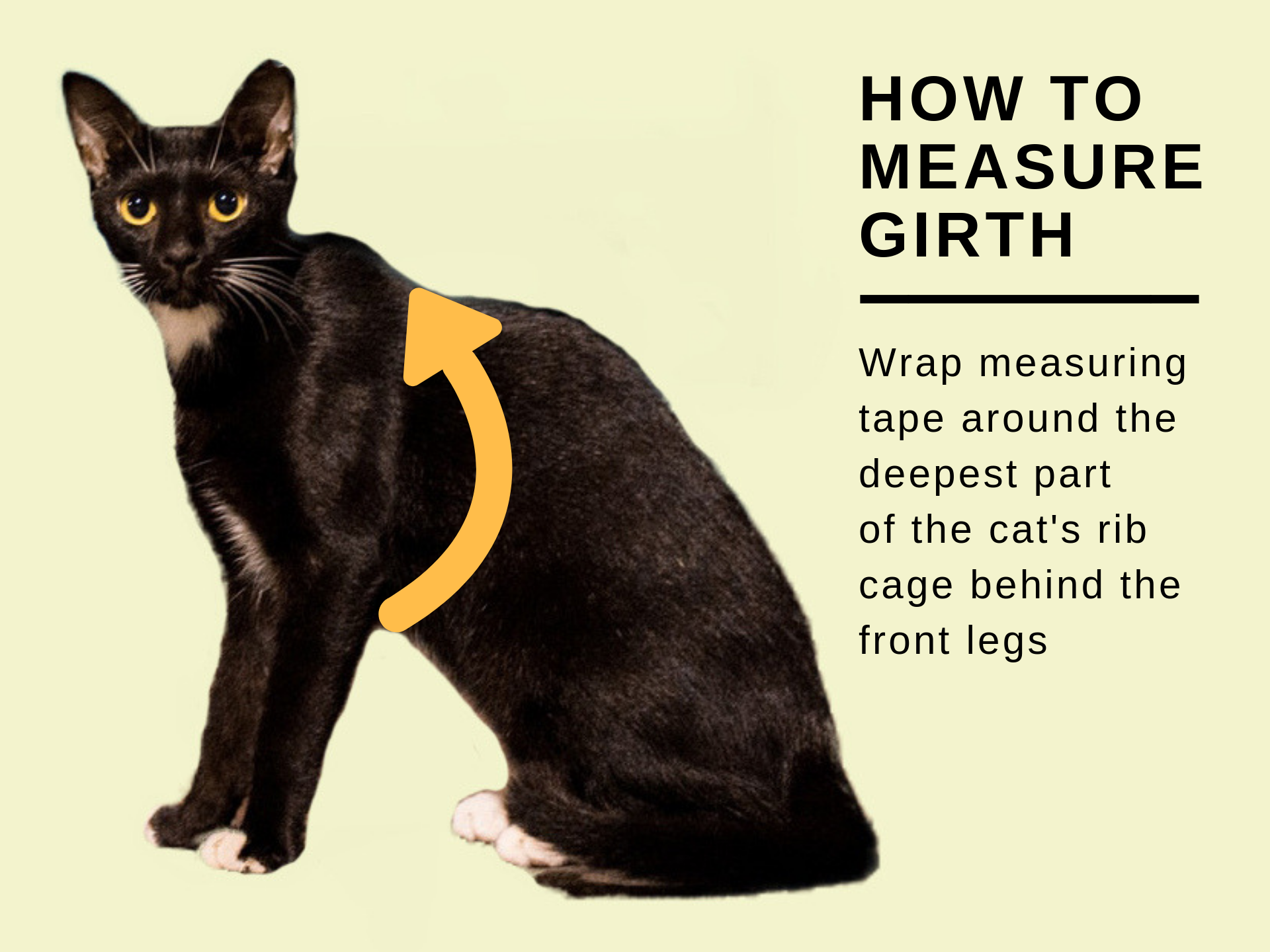 Best Cat Harness No Escape (The 7 Best Cat Harnesses in 2022)