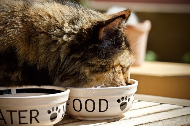automatic cat feeder buyer's guide - cat eating cat food from cat food bowls