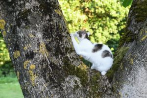 cat marking territority