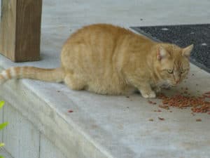 cat with a soggy underbelly eating dry food