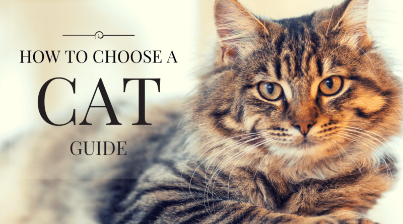 how choose cat guide