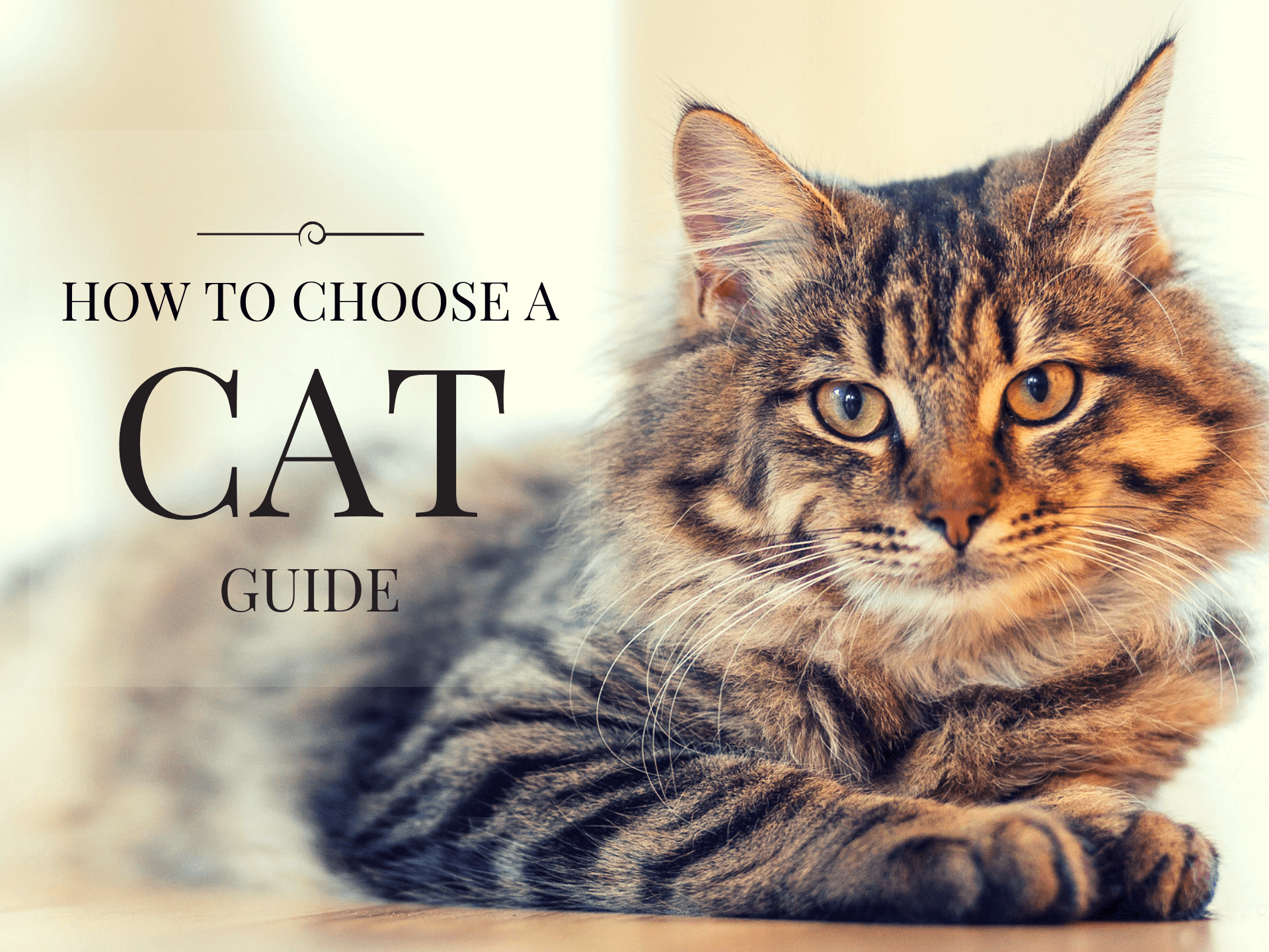 how choose cat guide