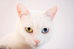 white cat with odd-colored eyes