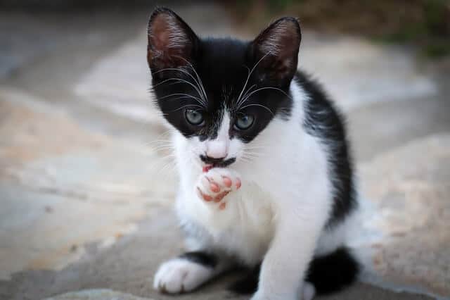 best cat litter guide
