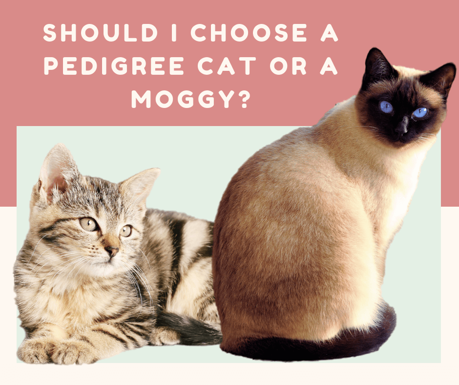 pedigree cat vs moggy