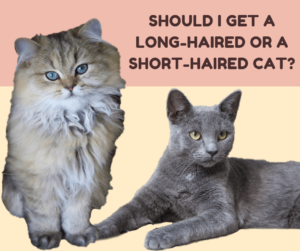 How to Choose a Cat - Guide (2022)