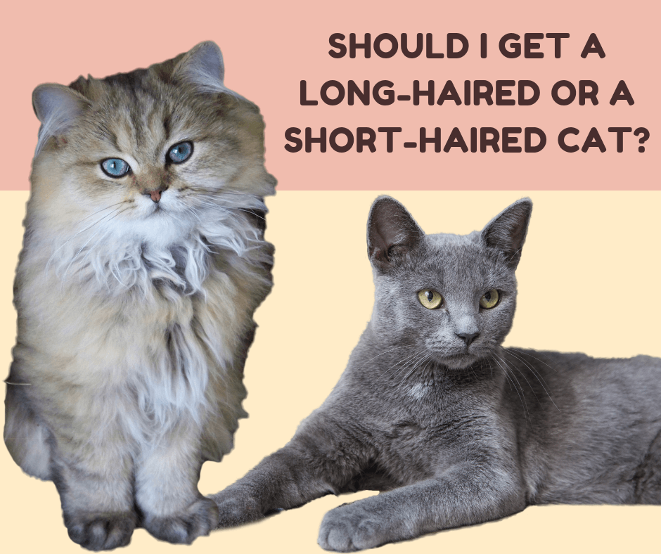 short-haired cat vs long-haired cat
