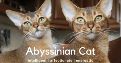 abyssinian cat