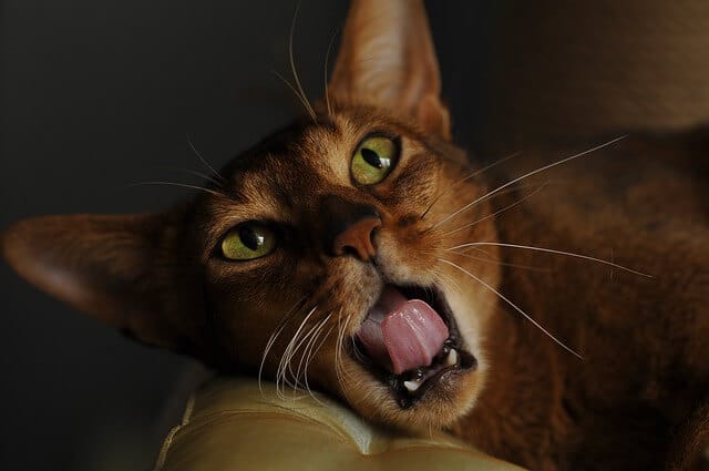 abyssinian cat facts