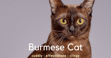 burmese cat