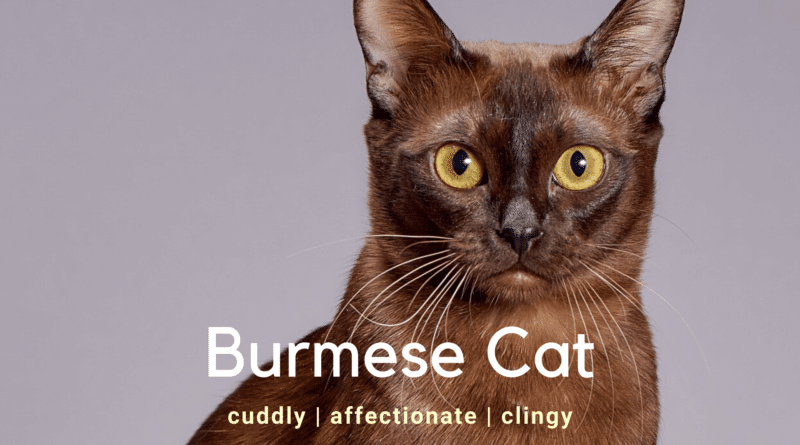 burmese cat