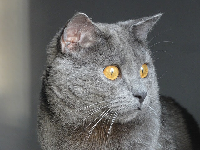 chartreux cat breed facts