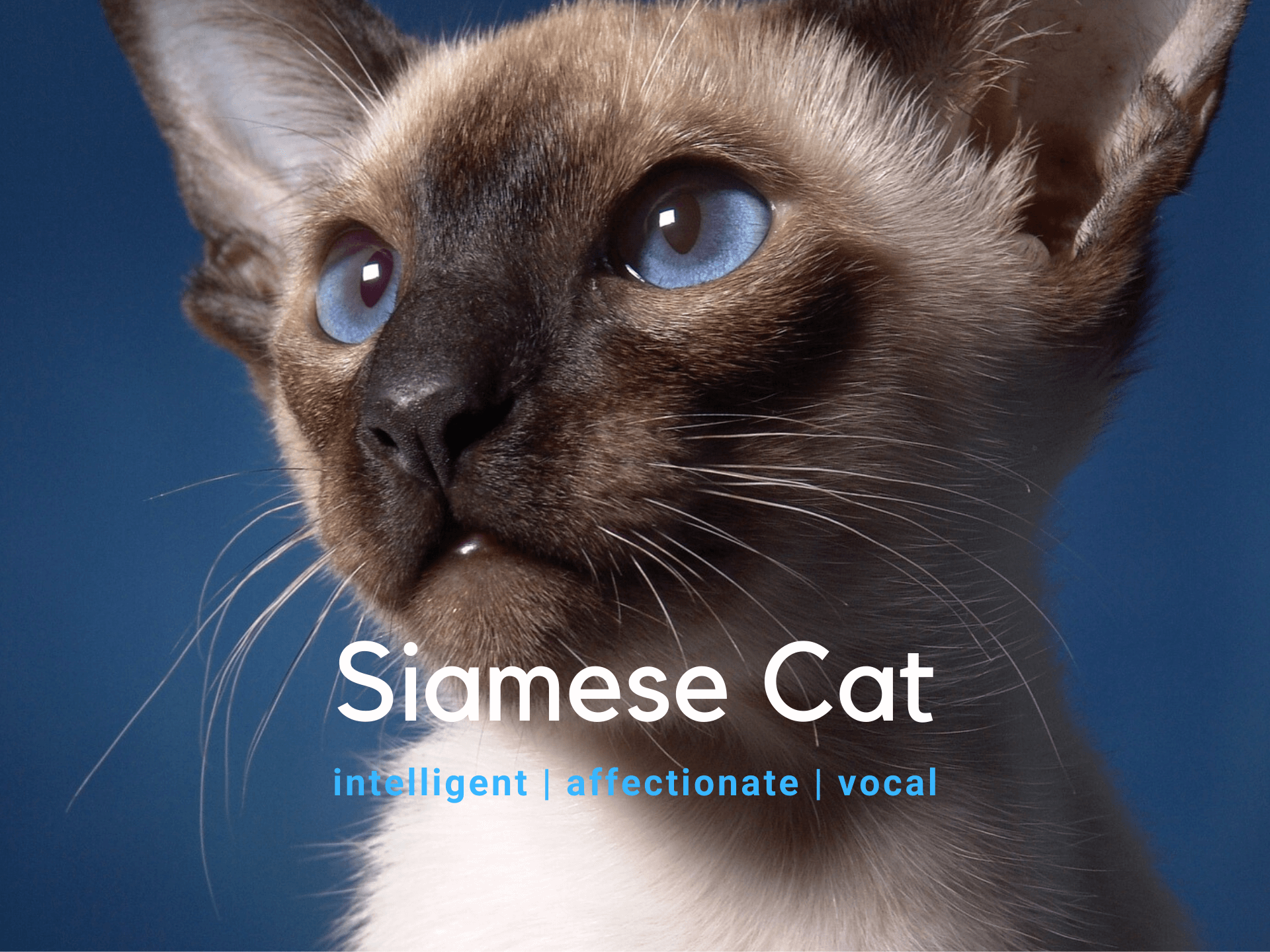 Siamese Cat - Breed Information