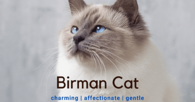 birman cat