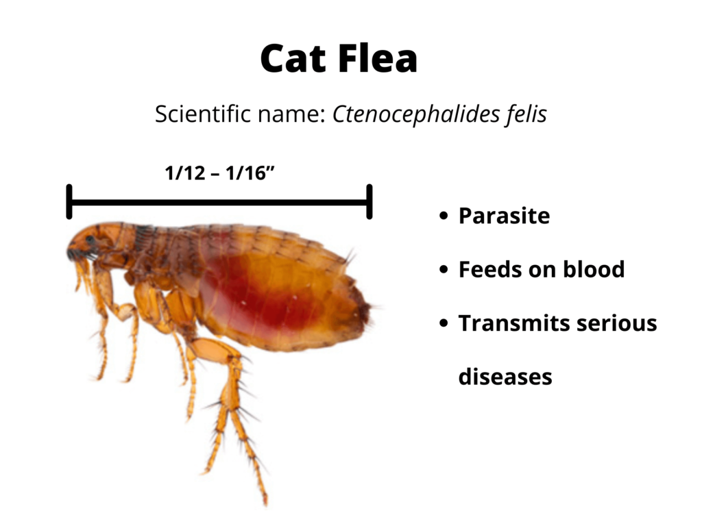 cat flea information