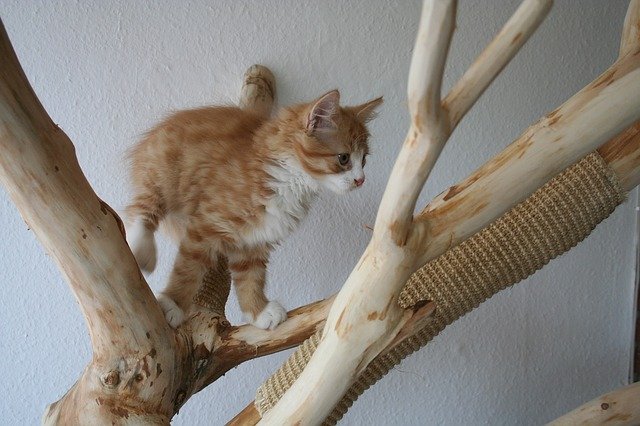 cat playing on a cat tree