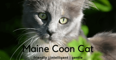 maine coon cat