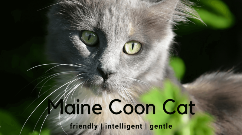 maine coon cat