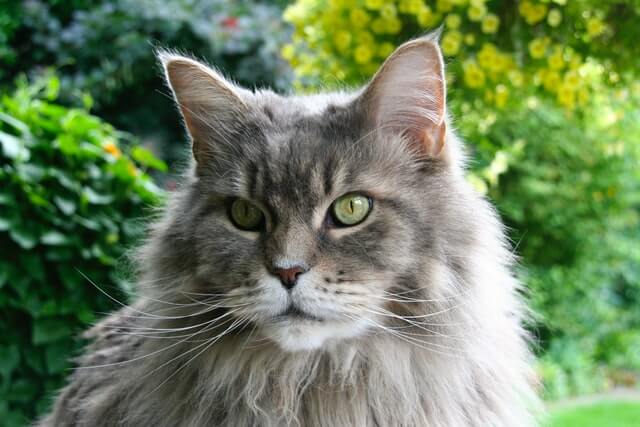 maine coon cat breed information