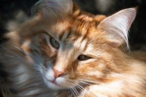 Norwegian Forest Cat Breed Information