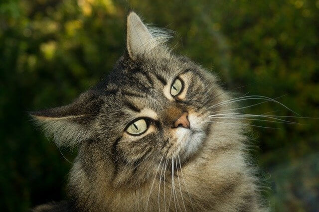 norwegian forest cat facts