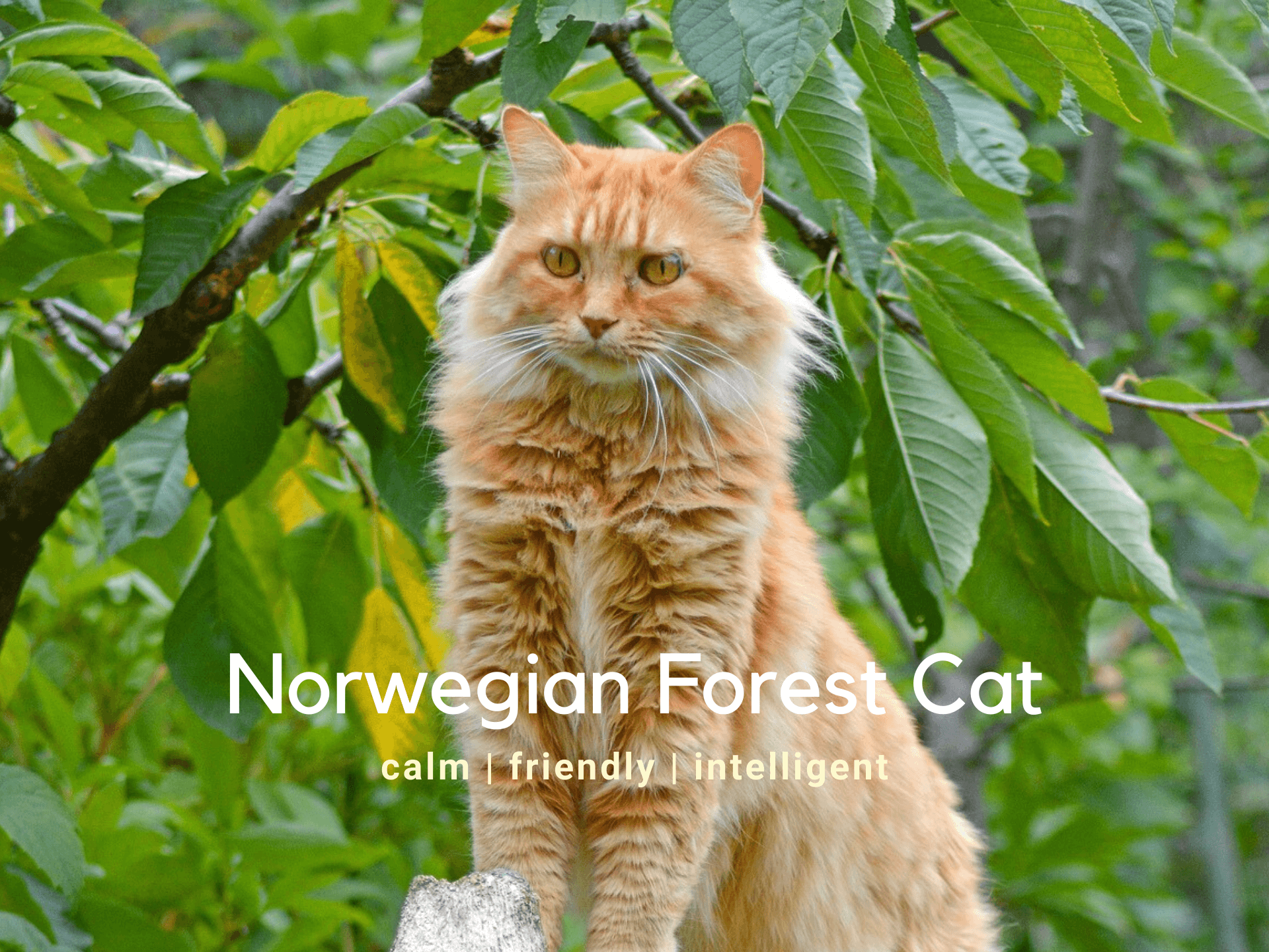 Norwegian Forest Cat Breed Information