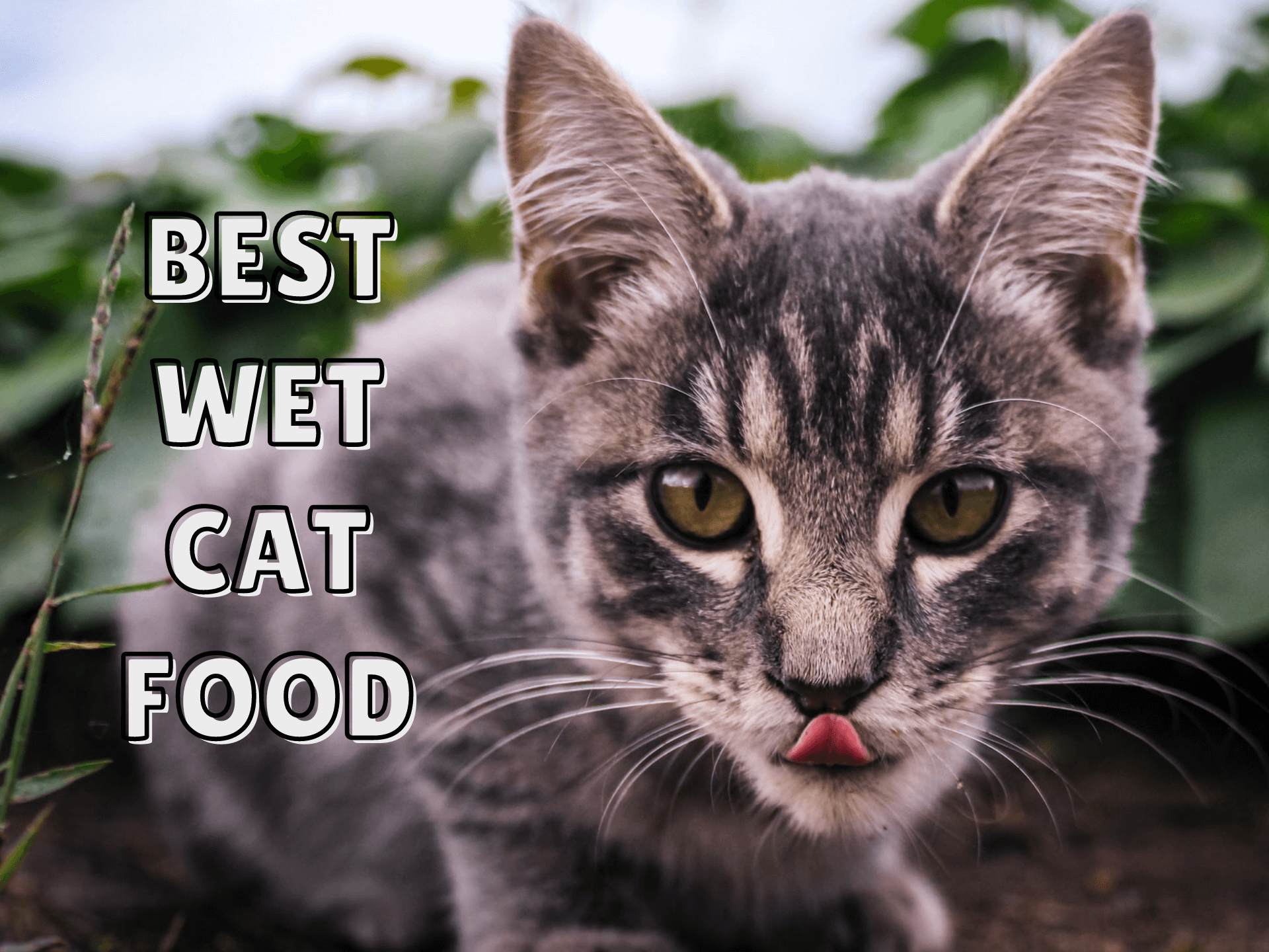 best wet cat food