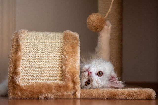 cat playing in a cat tree