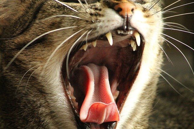 halitosis in cats