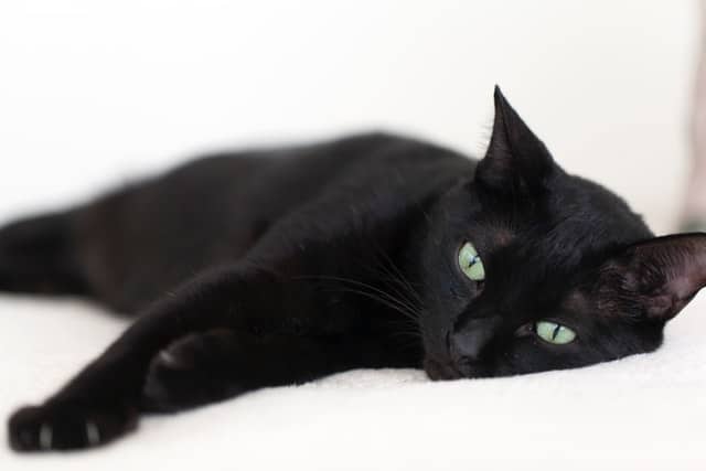 black cat names inspired by characters