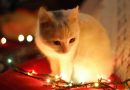 How to Keep Cat Safe at Christmas - Holiday Safety Tips for Cats