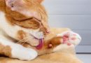 alternatives to declawing