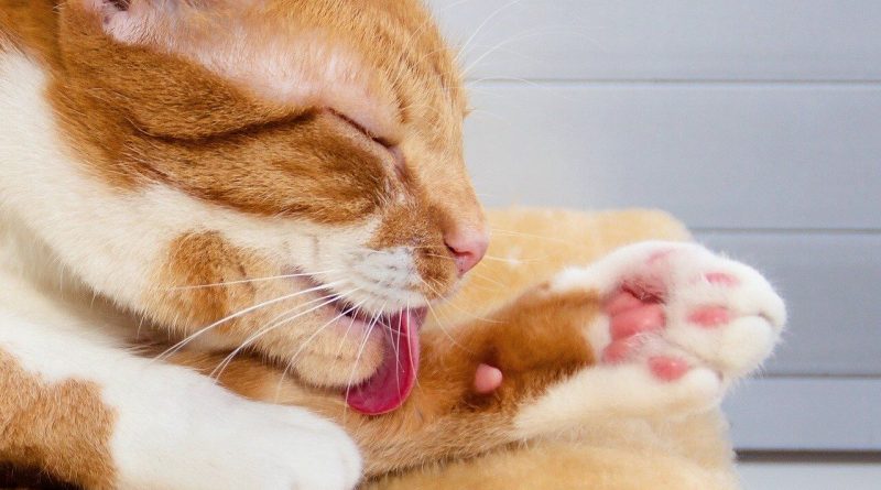 alternatives to declawing