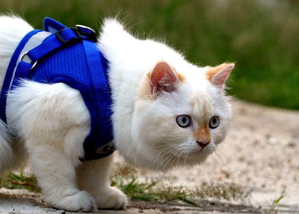 Best Cat Harness No Escape (The 7 Best Cat Harnesses in 2022)