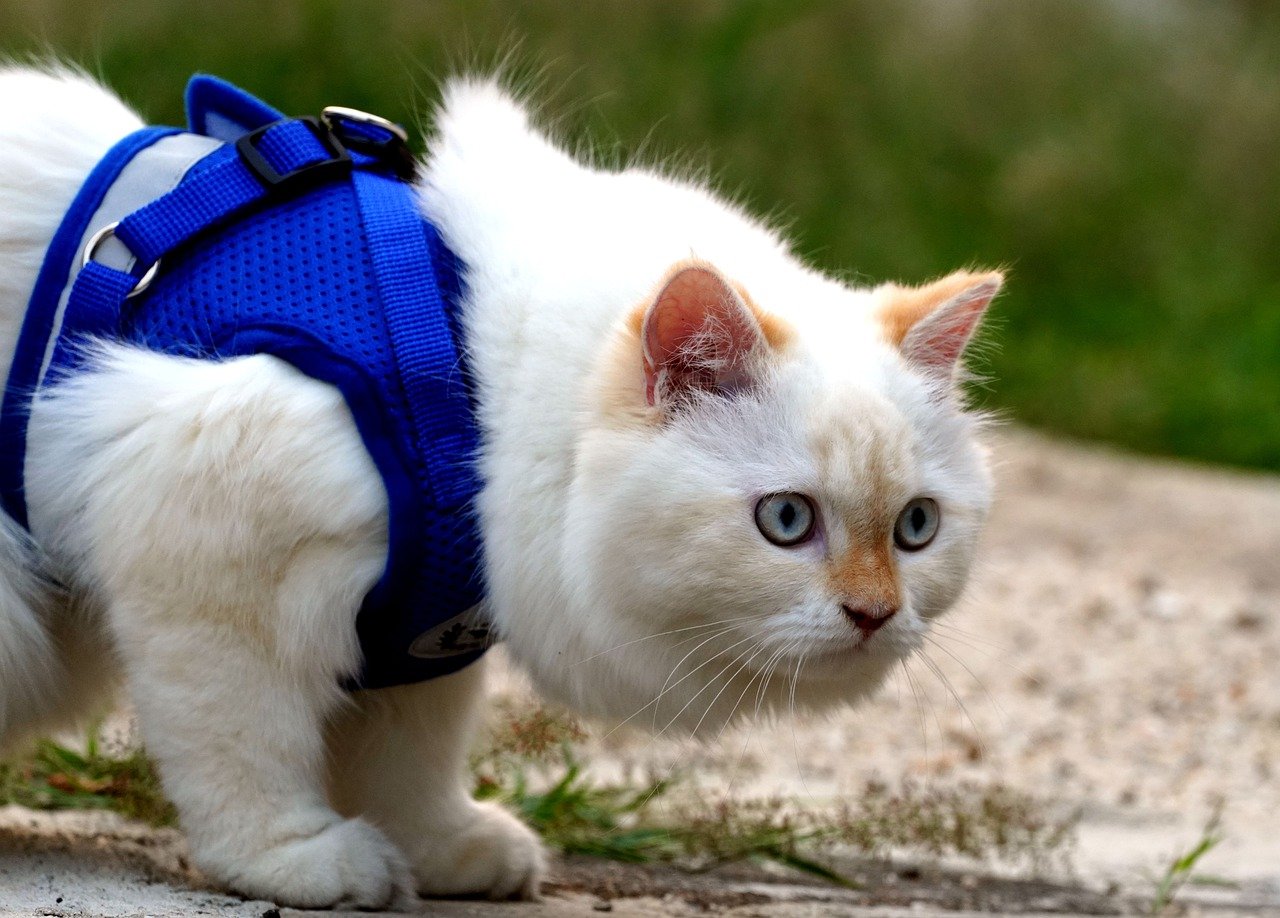 best cat harness