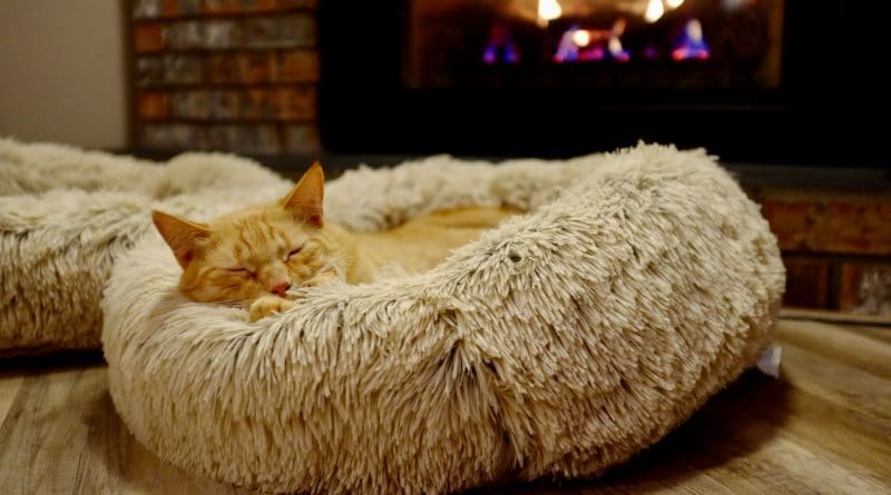 best heated cat beds