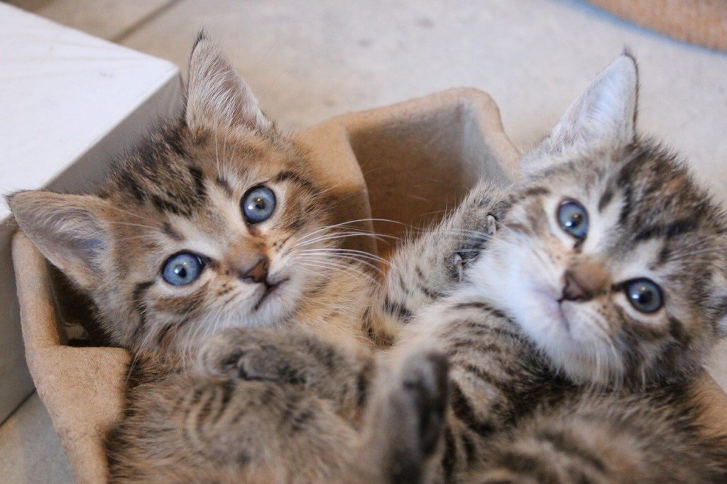 The 10 Best Toys for Kittens in 2022 (Buyer's Guide)