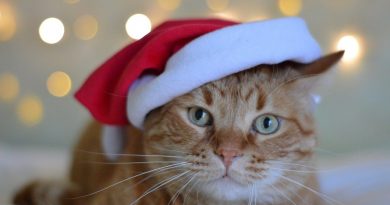 christmas gifts for cats