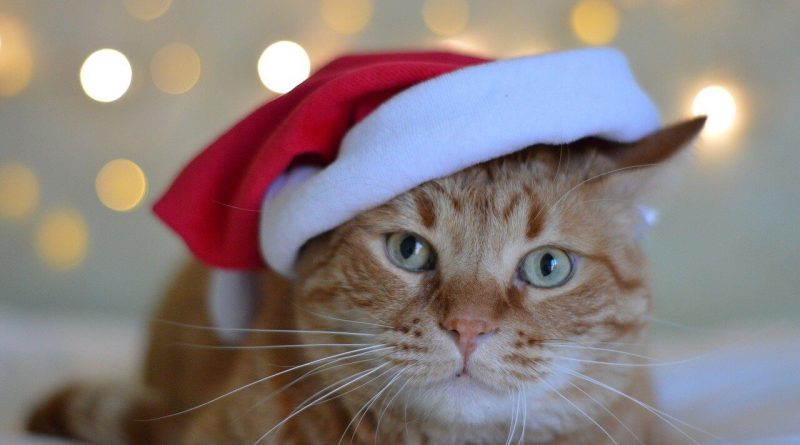 christmas gifts for cats