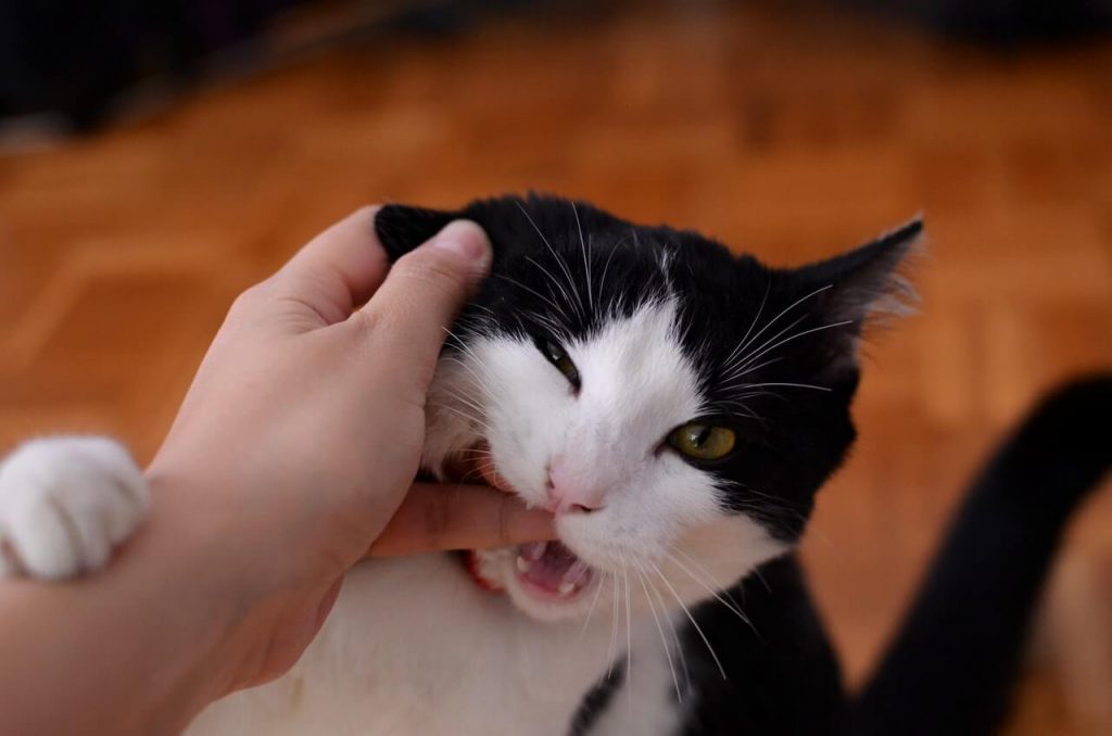 cat biting an owner