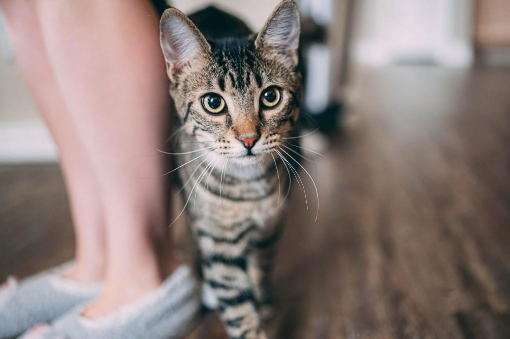 why-does-my-cat-lick-my-feet