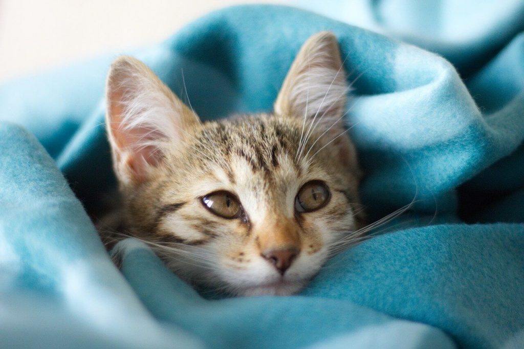 Why Is My Cat Licking My Blanket?